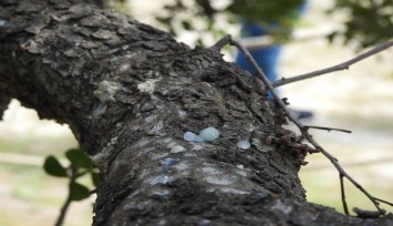 Çeşme'nin damla sakızı dikkat çekiyor