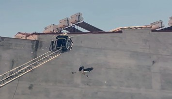 Kabloya dolanan Leyleğe itfaiye ekiplerinden yardım eli