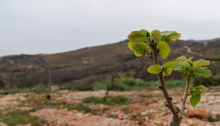 Yamanlar yangınında zarar gören ağaçlar yaşama tutundu