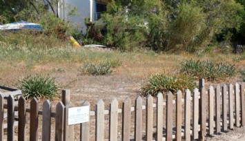 387 Bin TL’lik çiçek: Bodrum’da Kum Zambakları için bilinç etkinliği