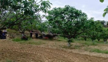 Aydın'da traktör faciası: Devrilen traktörün altında kalarak can verdi