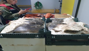 Bakanlık tespit etti: İzmir'de su ürünleri denetimlerinde 321 Bin TL ceza kesildi