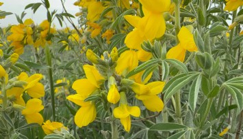 Çiçek açan Eber Sarısı havaların ısındığı müjdesini verdi: Koparmanın cezası ise yarım milyondan fazla
