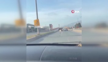 Deve kuşunu trafikte gören vatandaşın şaşkınlık yaşadığı anlar gülümsetti