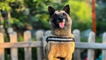 Elazığ ve İzmir depremlerinde görev alan arama kurtarma köpeği 'Bob' hayatını kaybetti