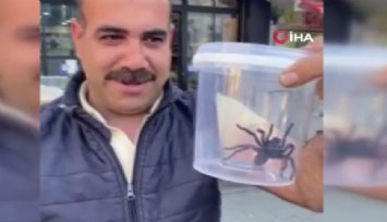 Görenler inanamadı: Elazığ’da dev etçil örümcek paniği