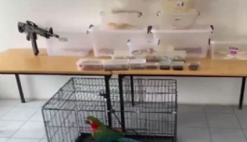 İzmir dahil Ankara merkezli ilde 96 egzotik hayvan ele geçirildi