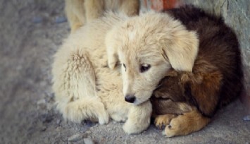 İzmir'de hayvan hakları savunucuları üç günlük açlık grevine gidiyor