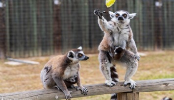 İzmir Doğal Yaşam Parkı’nda bebek heyecanı