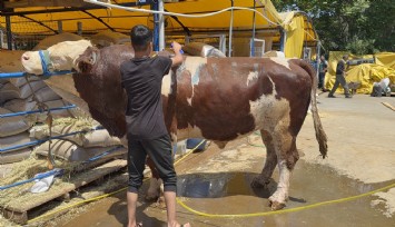 Kurban pazarının şampiyonu oldu: 1 ton 200 kiloluk dana 420 bin TL'ye alıcı buldu