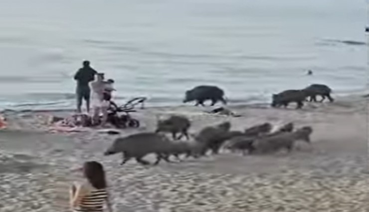 Kuşadası Plajı'nda domuz alarmı: Domuz sürüsü güneşlenen insanların arasına karıştı
