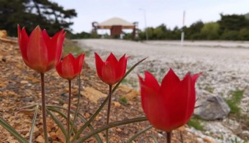Manisa'dan Avrupa'ya yayılan lalelerin anayurdunun Orta Asya olduğu ortaya çıktı