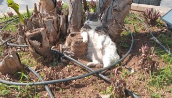 Muğla'da gülümseten kareler: İşçiler çalışırken keyfini bozmadan izleyen kedi yürek ısıttı