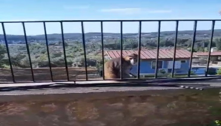 Muğla'da maymun paniği: Muzla ikna edildi, jandarma yakaladı