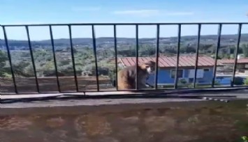 Muğla'da maymun paniği: Muzla ikna edildi, jandarma yakaladı