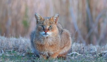 Nadir türlerden biriydi: Söke-Milas Karayolu'nda dişi Saz Kedisi, araç çarpması sonucu telef oldu