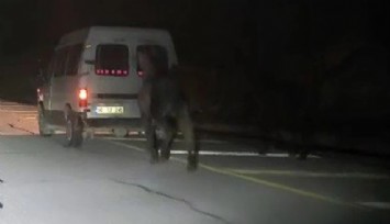 Sivas’ta tepki çeken görüntü: Atları kamyonetin arkasına bağlayıp koşturdu