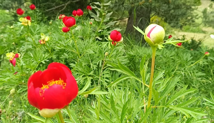 Spil'deki mücever: Koparmanın cezası 557 bin lira 212 lira