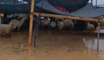 Torbalı'da yağışın ardından kurban pazarını su bastı