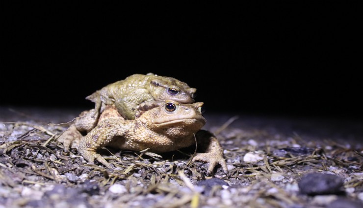 Bacağı 43 dolar kendisi 15 dolar