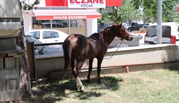 Denizli’de zincirini kıran at ortalığı birbirine kattı