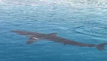 Gökova Körfezi’nde ilk kez görüldü: Zararsız beyaz kum köpekbalığı şaşırttı