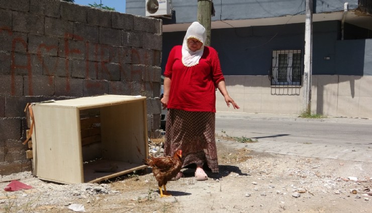 Gözde’si hasta, o perişan: Tavuğunu kesmeye kıyamayan kadın veteriner arıyor