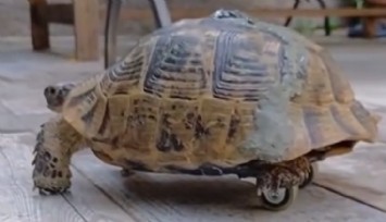 Üstünden araba geçen Tosbik artık tekerleklerle geziyor