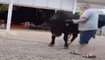 Muğla'da boğa dehşeti