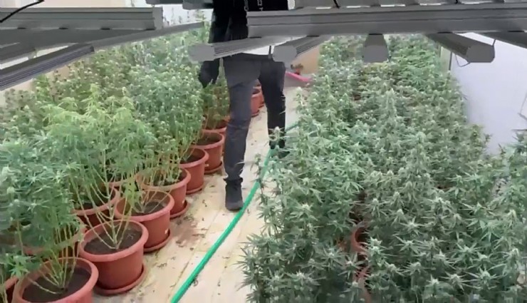 Villayı kenevir bahçesine çevirmişler