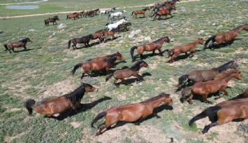 Yayladan aşağı inen yılkı atları dron ile görüntülendi