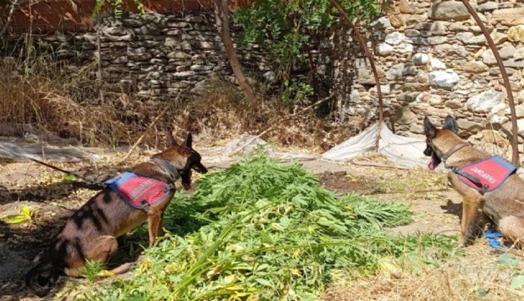 Aydın’da uyuşturucu operasyonu: Kenevir yetiştirip satan şahıs yakalandı