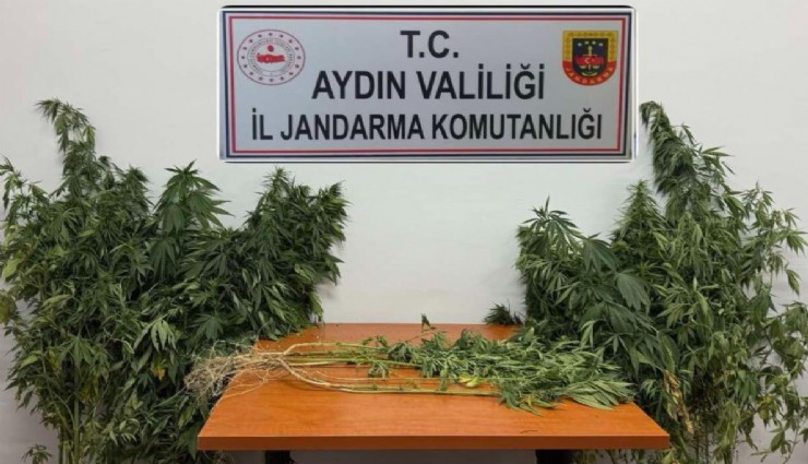 Aydın'da operasyon: 71 kök kenevir ve uyuşturucu madde ele geçirildi