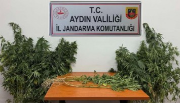 Aydın'da operasyon: 71 kök kenevir ve uyuşturucu madde ele geçirildi