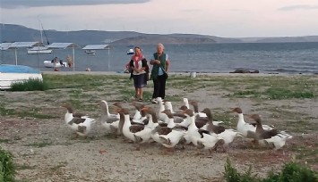 Suçları denize girmek olan kazlara şartlı tahliye