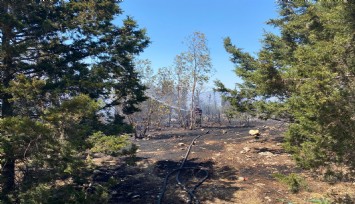 Buca’daki orman yangını kontrol altına alındı