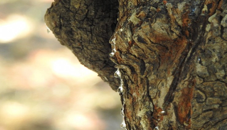 Çeşme'de sakız ağacında hasat hazırlıkları başladı