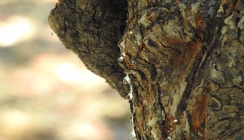 Çeşme'de sakız ağacında hasat hazırlıkları başladı