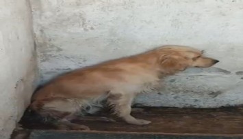 Denize girdi diye şikayet edildi: Barınağa götürülen Ares enfeksiyon nedeniyle hayatını kaybetti