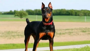 Dobermanı vuran polise ceza yok, mahkeme: 'Meşru müdafaa'