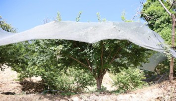 Ege’de meyve kıtlığı: Yayla erikleri filelerle koruma altında