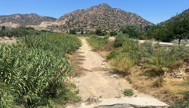 İkizdere Barajı'ndan su bırakılmadı, ağaçlar kurudu