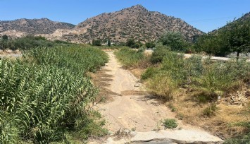 İkizdere Barajı'ndan su bırakılmadı, ağaçlar kurudu