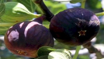 İncirde hasat ve ihracat tarihi belli oldu
