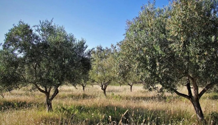 İzmir Yaşam Alanları'ndan yasaya sert tepki: 'Talanı, yaşamı torbaya sokturtmayacağız!'
