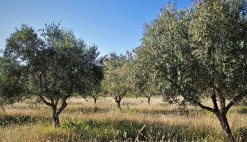 İzmir Yaşam Alanları'ndan yasaya sert tepki: 'Talanı, yaşamı torbaya sokturtmayacağız!'