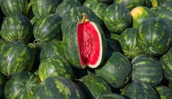 Karpuzun yıkanmadan kesilmesi 'salmonella' riskini artırıyor