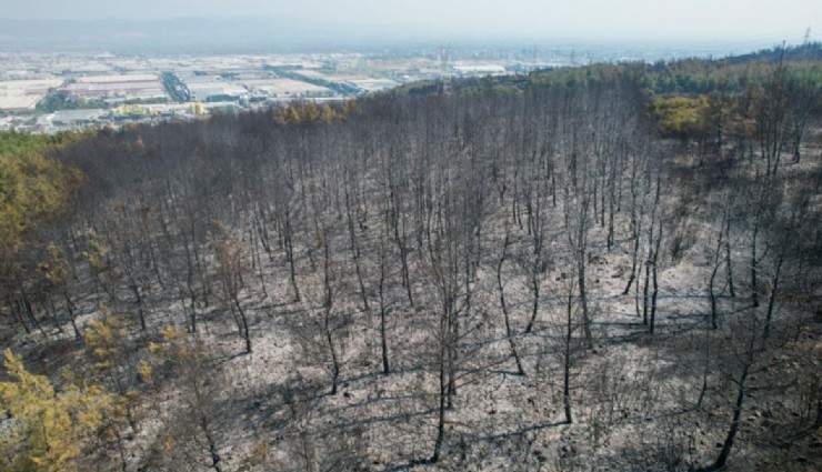 Manisa’da çıkan orman yangını kontrol altına alındı: Soğutma çalışmaları başladı