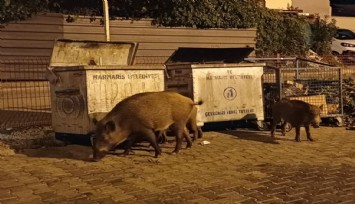 Muğla’da domuz sorunu: Belediye önlem almadı