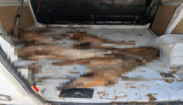 Nakil aracı değil ölüm kafesi: Fırın gibi araçta hayvanlar telef oldu